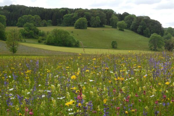 Artenreiche FFH-Mähwiese mit bunten Wildblumen als Praxisbeispiel für Biodiversität und Ressourcenschutz in der Agrarlandschaft.
