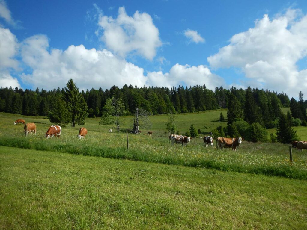 Beweidung_WM-2025_S.Pfister Extensive Weidelandschaft mit grasenden Kühen vor einem dichten Waldrand unter strahlend blauem Himmel mit Wolken als Praxisbeispiel für Biodiversität und Ressourcenschutz in der Agrarlandschaft.