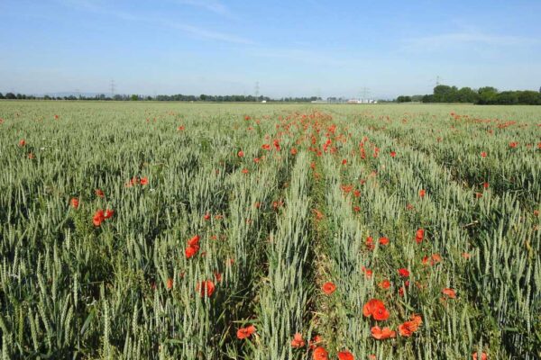 Getreidefeld mit blühendem Klatschmohn als Beispiel für Biodiversität und Ressourcenschutz in der Agrarlandschaft unter blauem Himmel.