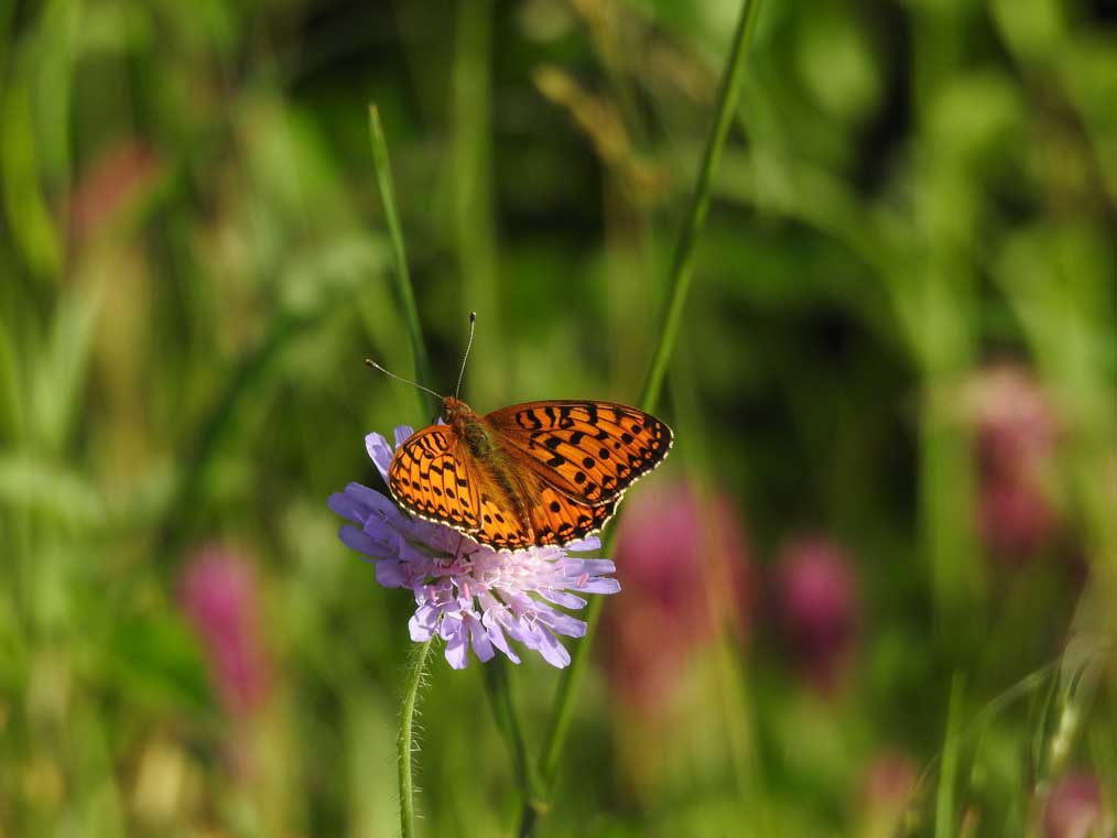 Issoria-lathonia_Kleiner-Perlmutterfalter_2_Chalwatzis Kleiner Perlmutterfalter auf einer Acker-Witwenblume. zur Förderung von Biodiversität und Ressourcenschutz in der Agrarlandschaft.