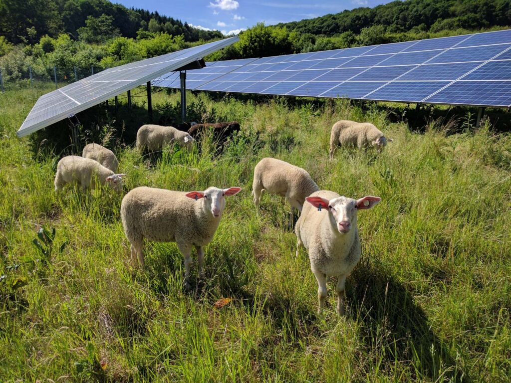 PV+Schafe_S.Wangert Schafherde weidet auf einem Solarpark-Areal mit Photovoltaik-Paneelen, ein Beispiel für kombinierte Landnutzung für Biodiversität und Ressourcenschutz in der Agrarlandschaft.