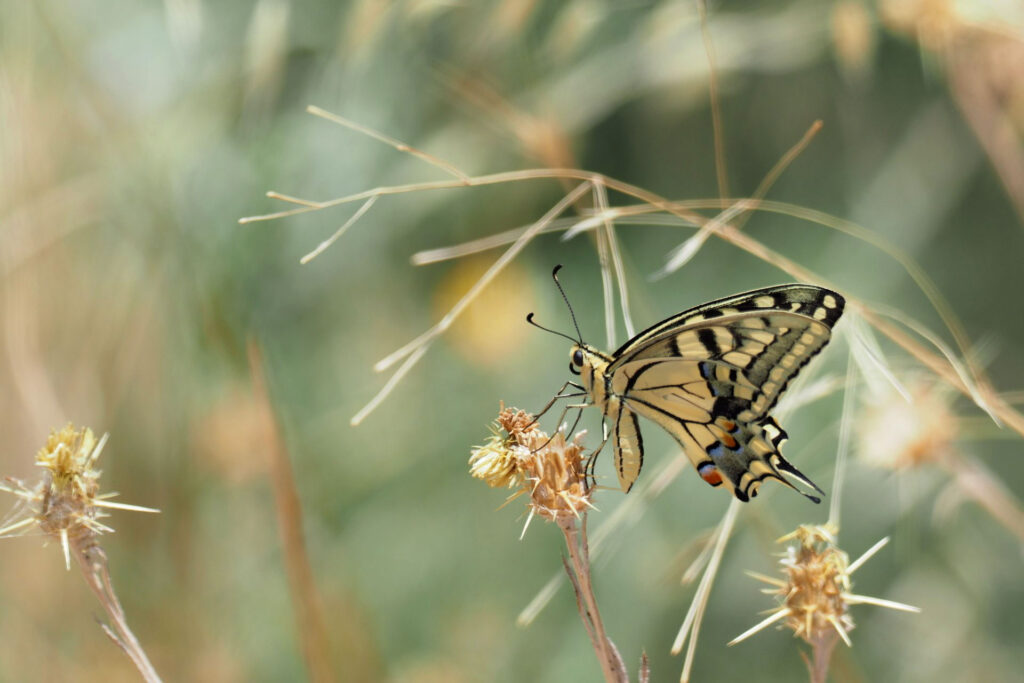 Schwalbenschwanz Nahaufnahme eines Schwalbenschwanz-Schmetterlings auf einer lila Wildblume als Indikator für Biodiversität und Ressourcenschutz in der Agrarlandschaft.