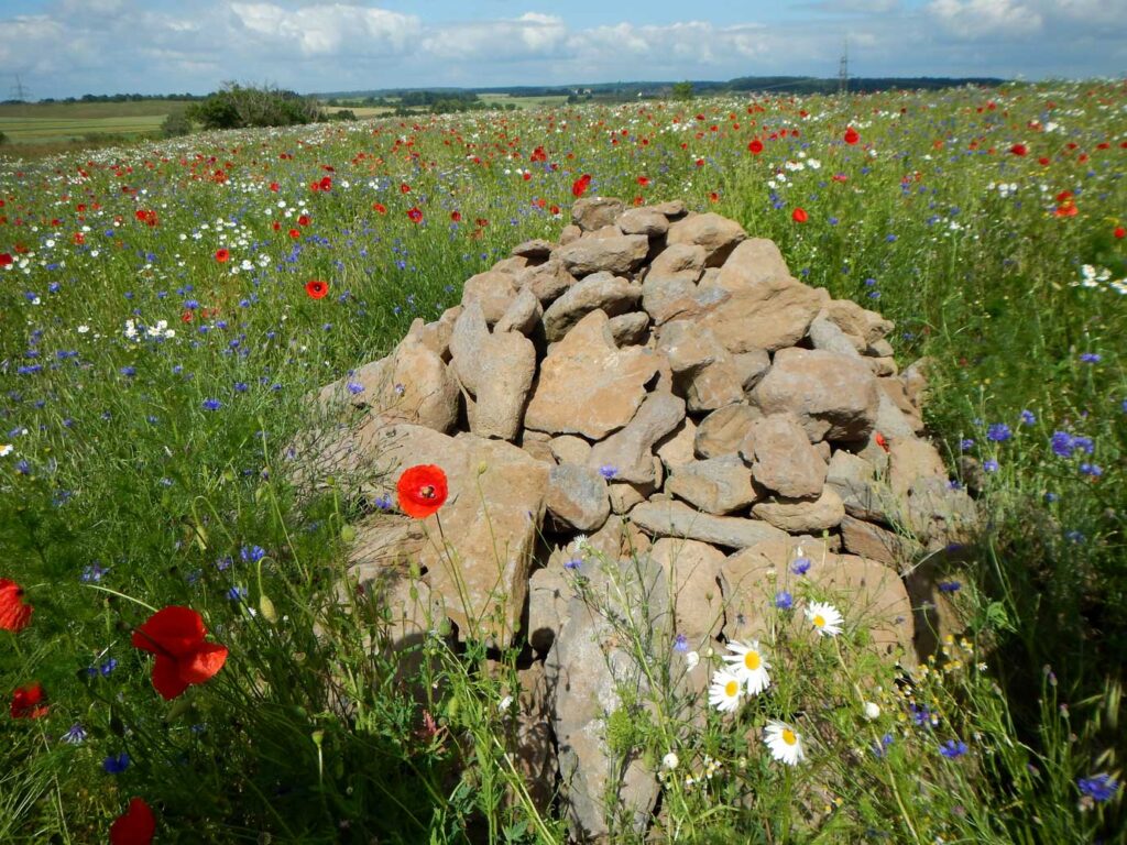 Steinhaufen_Stangenrod_S.Pfister Steinhaufen und Blühstreifen als Maßnahmen für Biodiversität und Ressourcenschutz in der Agrarlandschaft.