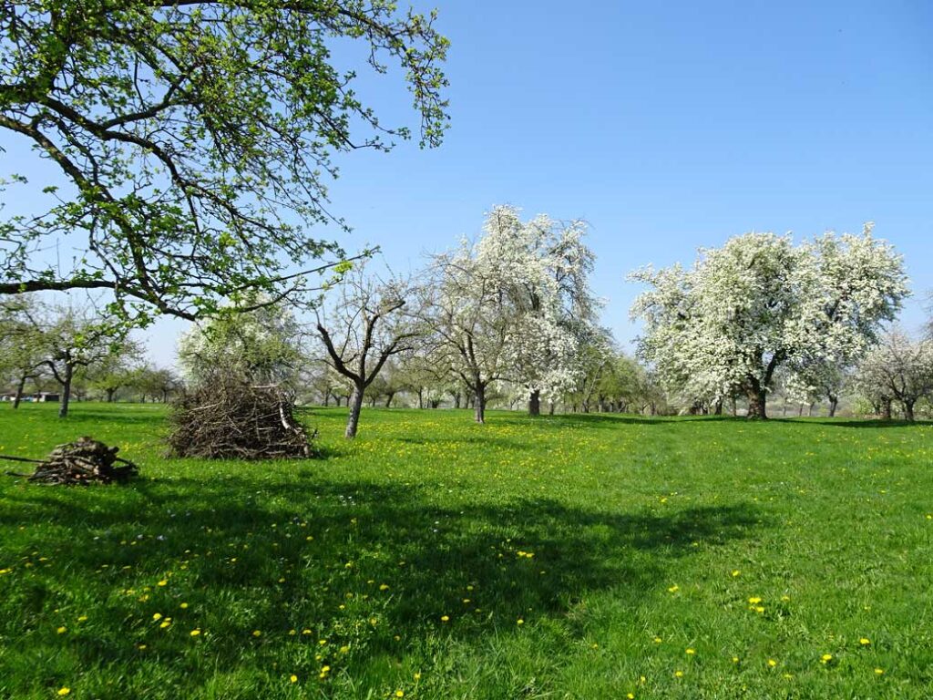 Streuobstwiese_Frühjahr_Abb-10-Kap-5 Blühende Streuobstwiese mit Totholzhaufen für Biodiversität und Ressourcenschutz in der Agrarlandschaft im Frühling.