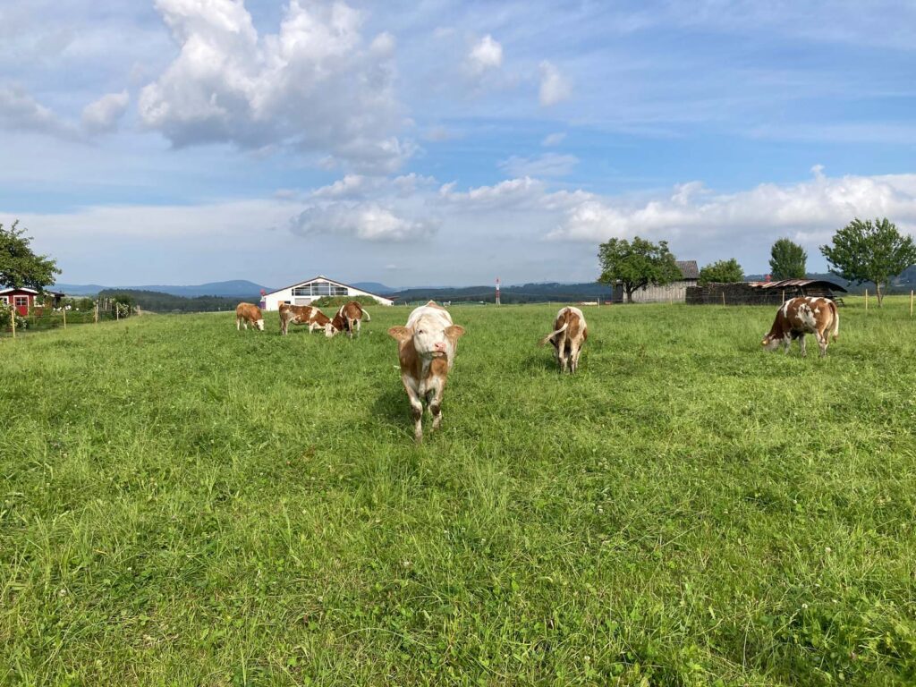 Weide-Schwarzwald_S.Pfister Rinder auf der Weide zur Förderung von Biodiversität und Ressourcenschutz in der Agrarlandschaft im Schwarzwald.