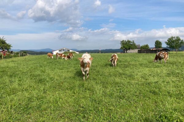Rinder auf der Weide zur Förderung von Biodiversität und Ressourcenschutz in der Agrarlandschaft im Schwarzwald.