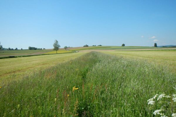 extensivierter-Altgrasstreifen-mit-Wiesendrusch-Übertragung_Löffingen_IFAB_Sonja-Pfister