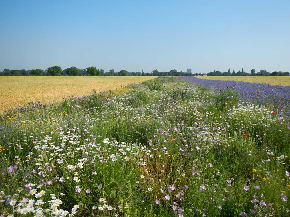geteilter-Blühstreifen_BL-S1-O-Vh-2H_S.Pfister Breiter Blühstreifen mit Margeriten und Kornblumen für Biodiversität und Ressourcenschutz in der Agrarlandschaft neben einem Getreidefeld.