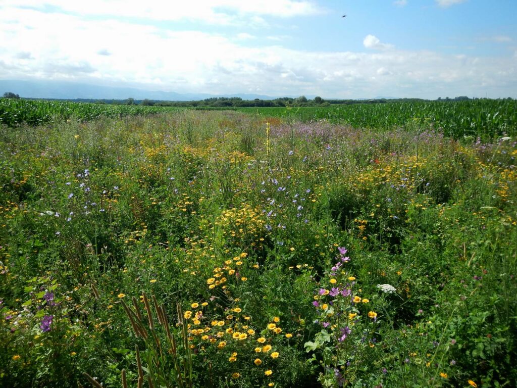 mj-Bluehflaeche_Rheinmünster-16_Veitshöchheimer-BW-2.J_IFAB_S.Pfister Mehrjährige Blühfläche mit Wildblumen zwischen Maisfeldern zur Förderung von Biodiversität und Ressourcenschutz in der Agrarlandschaft.