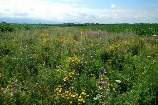 Mehrjährige Blühfläche mit Wildblumen zwischen Maisfeldern zur Förderung von Biodiversität und Ressourcenschutz in der Agrarlandschaft.